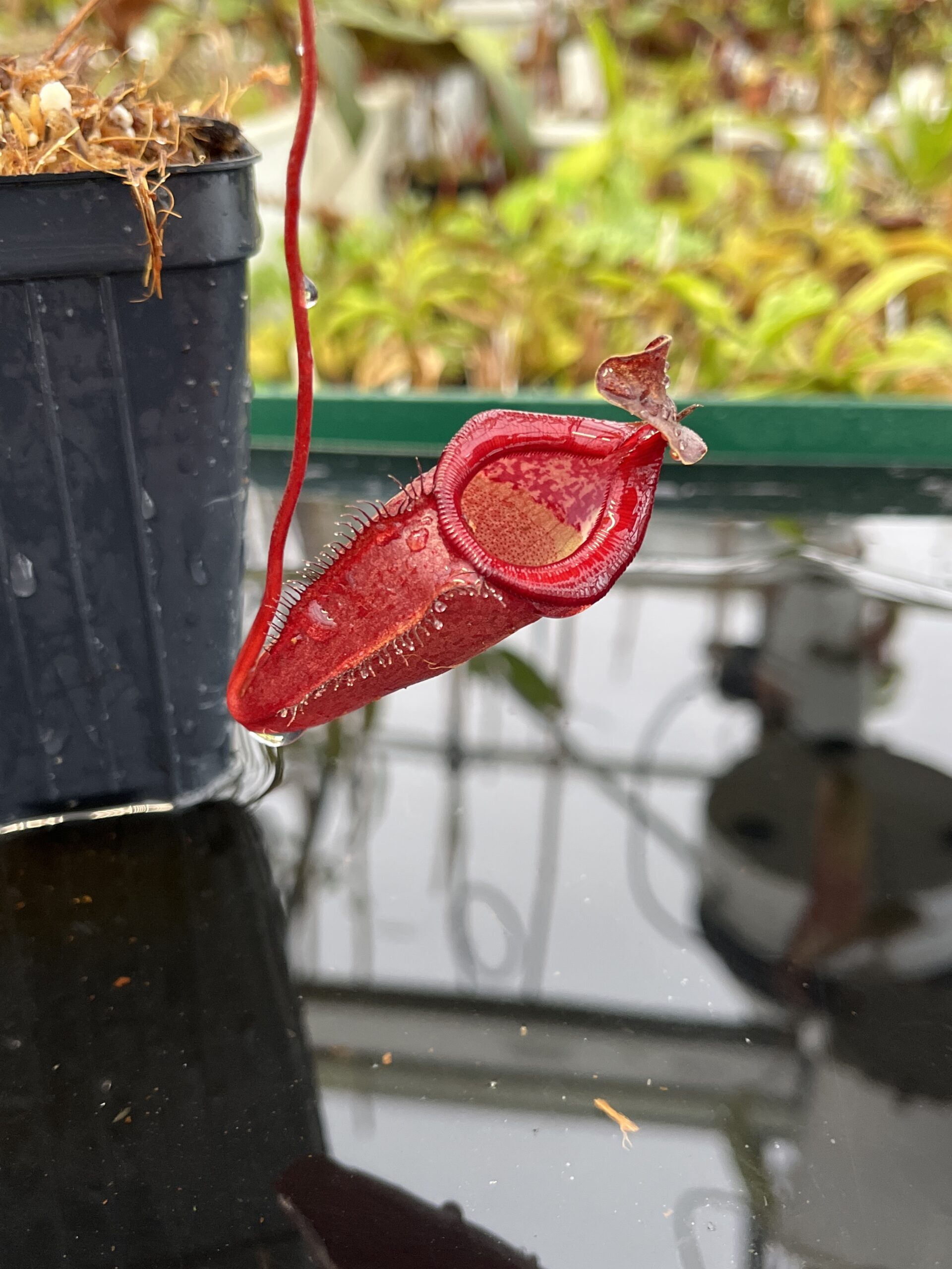 Close Up of Nepenthes densiflora x jamban | Borneo Exotics | BE-4659 | H23038