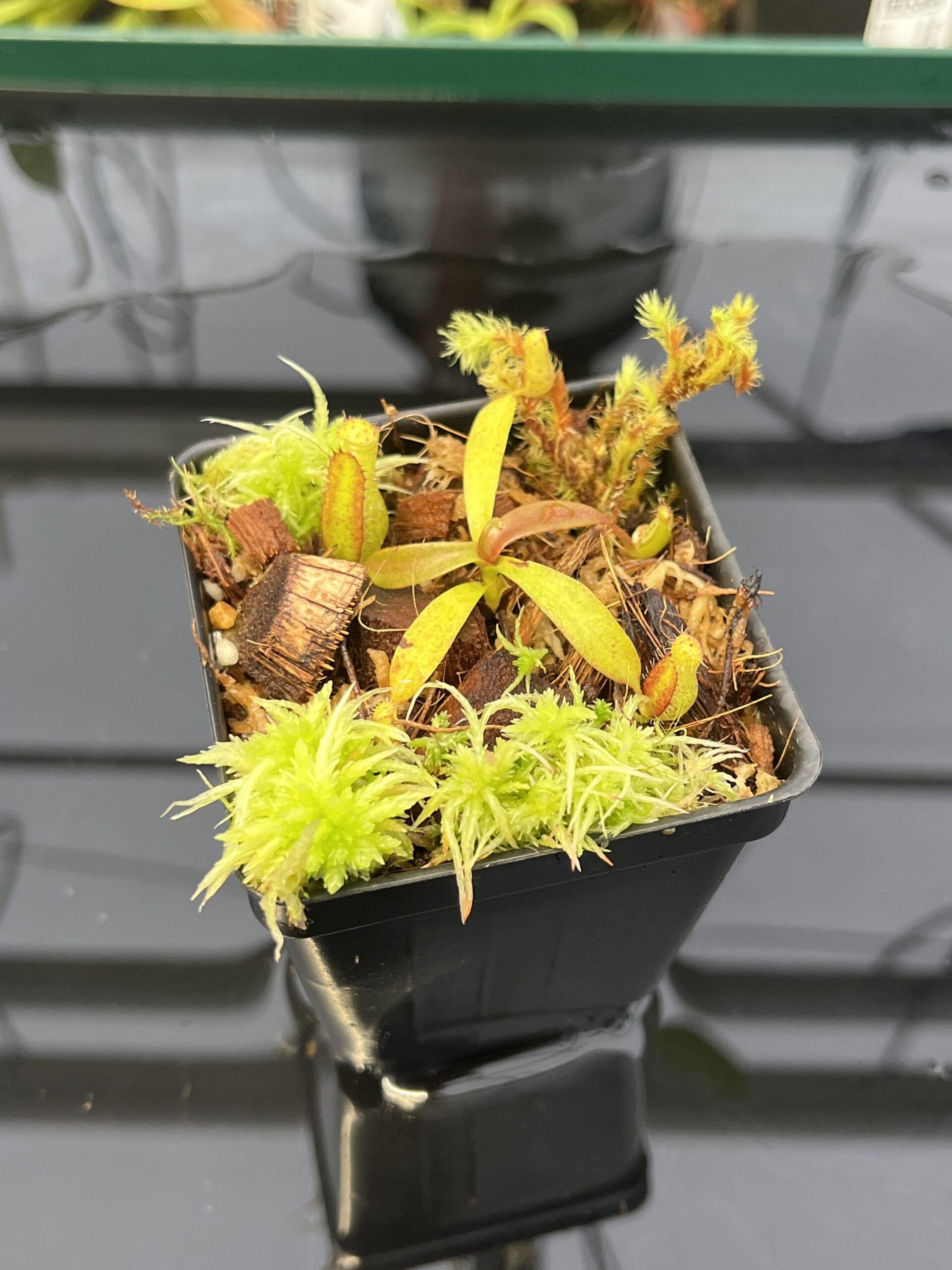 サナヨラ Shop — Sustainably Grown Tropical Plants