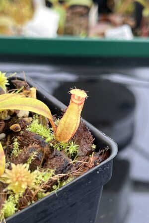 Close Up of Nepenthes (diabolica x hamata) x eymae G. Tambusisi pod #2 | MKS | Florae | Florae Collaborative | FC-436 | H22800