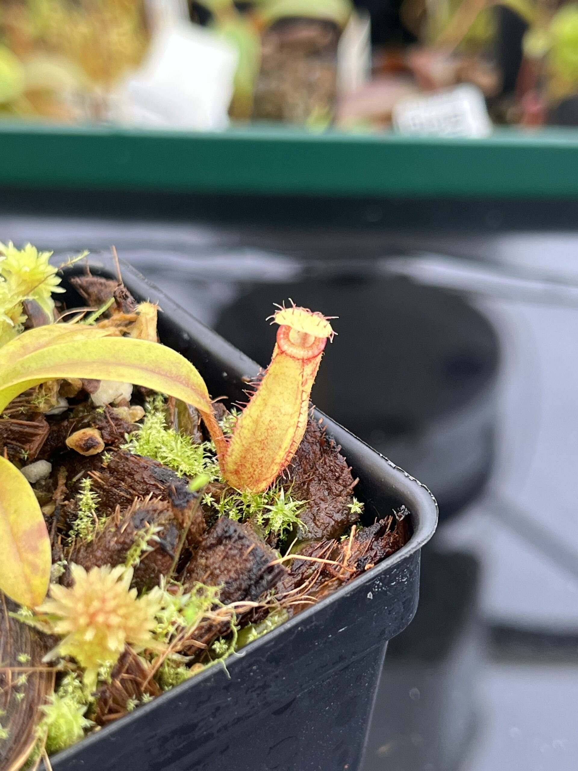 Close Up of Nepenthes (diabolica x hamata) x eymae G. Tambusisi pod #2 | MKS | Florae | Florae Collaborative | FC-436 | H22800