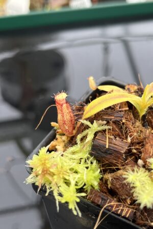 Close Up of Nepenthes (diabolica x hamata) x eymae G. Tambusisi pod #2 | MKS | Florae | Florae Collaborative | FC-436 | H22802