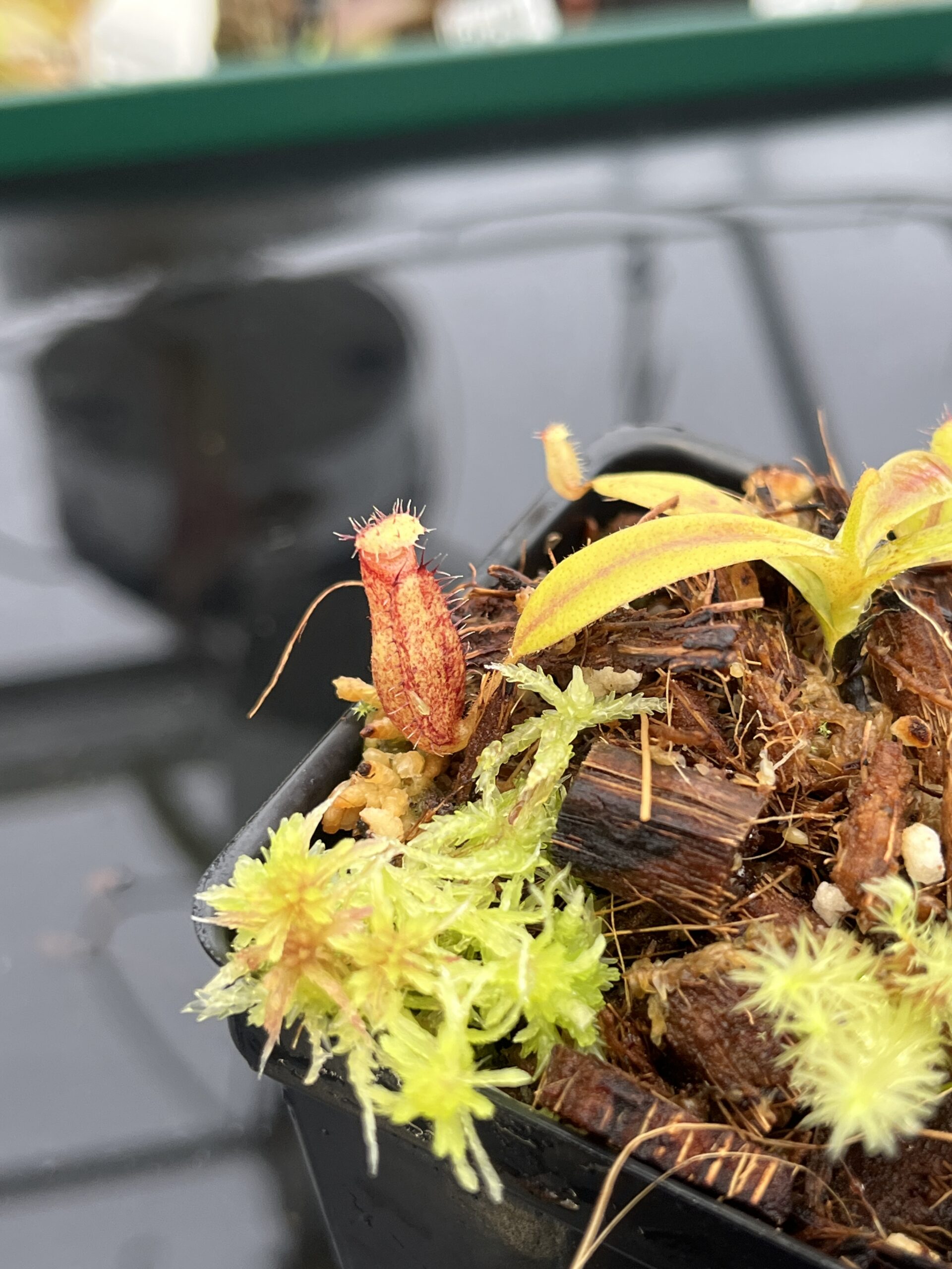 Close Up of Nepenthes (diabolica x hamata) x eymae G. Tambusisi pod #2 | MKS | Florae | Florae Collaborative | FC-436 | H22802