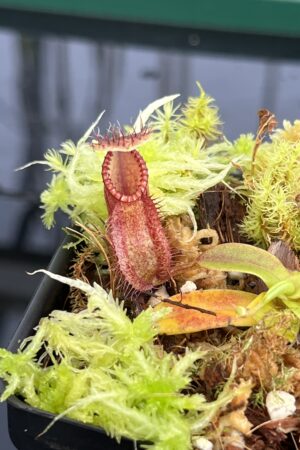 Close Up of Nepenthes (diabolica x hamata) x hamata | Andreas Wistuba | AW-ISC | H23130