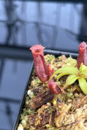 Close Up of Nepenthes diatas x villosa | JH | Florae | Clone 2 | Jeremiah Harris | JH-391.02 | H23088