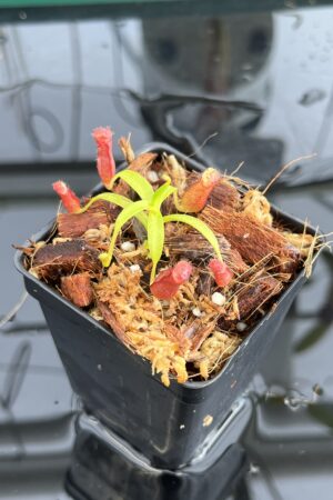 Close Up of Nepenthes diatas x villosa | JH | Jeremiah Harris | JH-391.01 | H23092