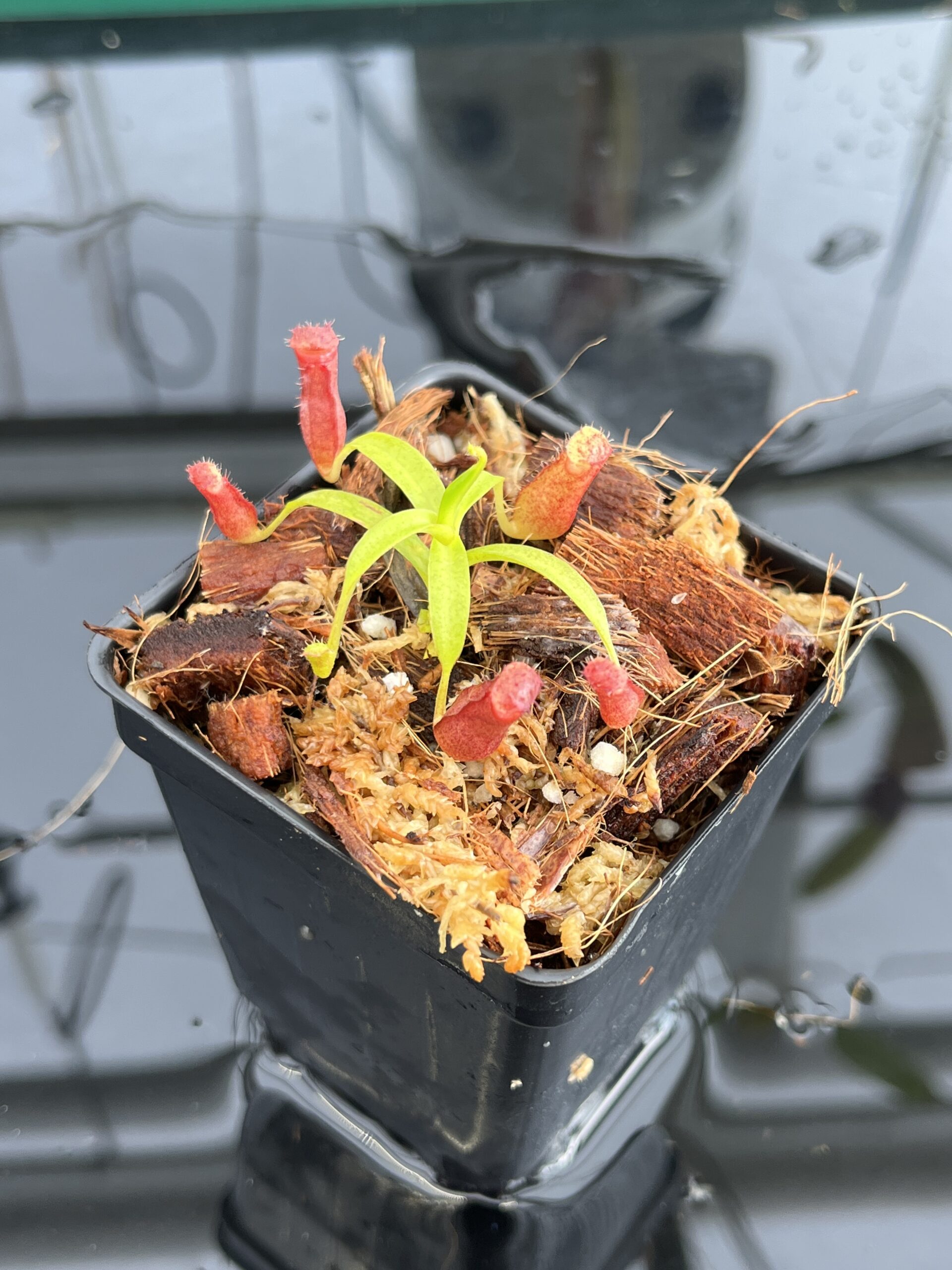 Close Up of Nepenthes diatas x villosa | JH | Jeremiah Harris | JH-391.01 | H23092
