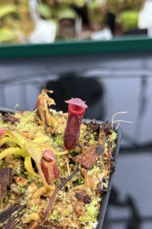 Close Up of Nepenthes diatas x villosa | JH | Jeremiah Harris | JH-391.03 | H22806
