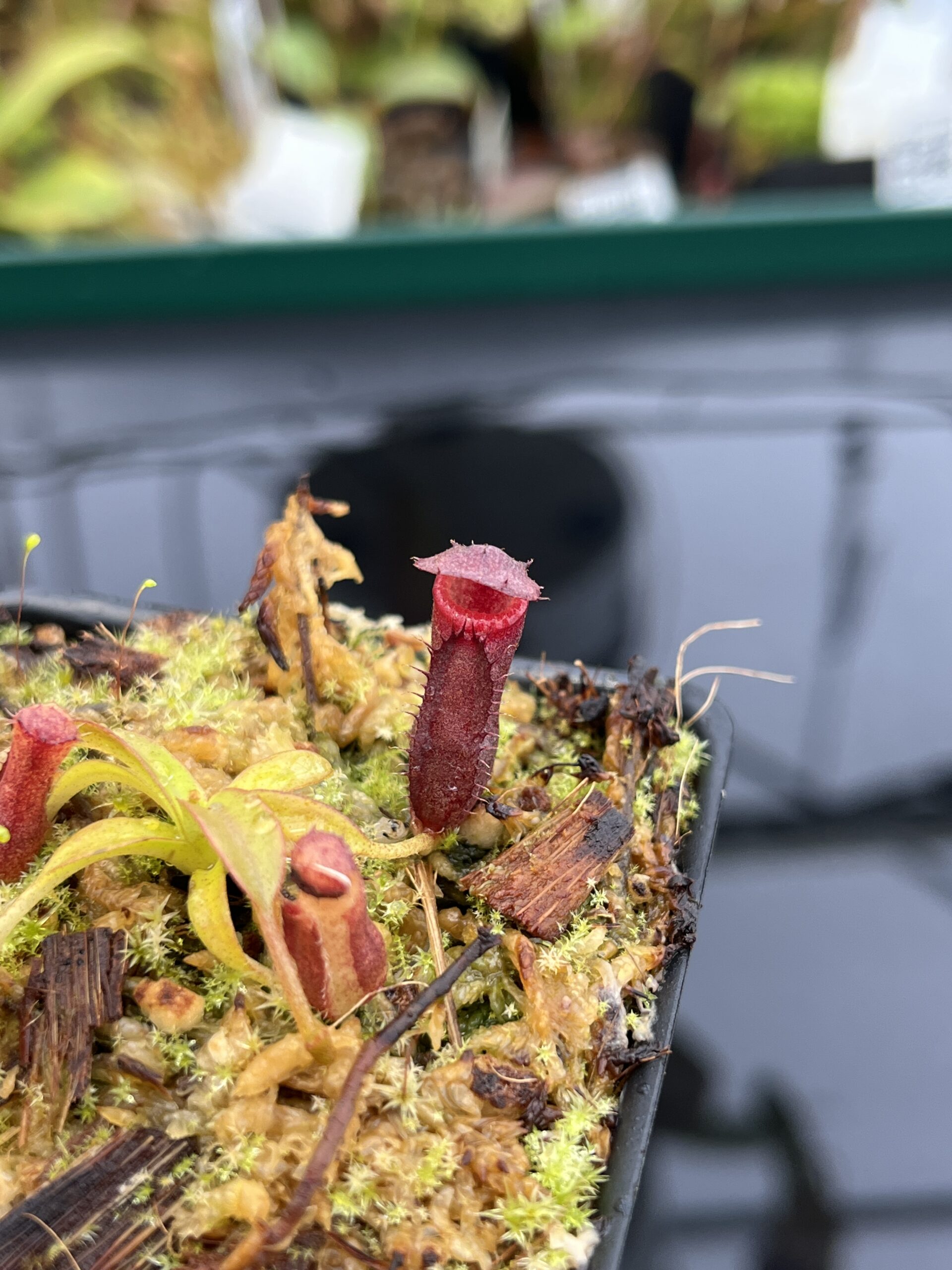 Close Up of Nepenthes diatas x villosa | JH | Jeremiah Harris | JH-391.03 | H22806