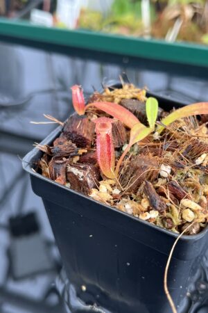 Close Up of Nepenthes edwardsiana x jacquelineae | Assorted Clones | Jeremiah Harris | JH-413 | H23080