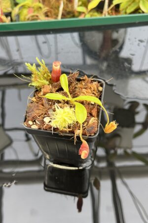 Close Up of Nepenthes flava x villosa | Andreas Wistuba | AW-(ISC) | H23124