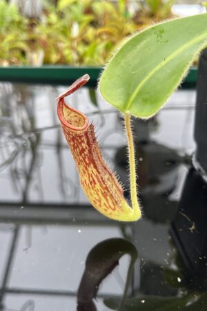 Close Up of Nepenthes (fusca x maxima) x glandulifera | Malesiana Tropicals | MT-159 | IN22837
