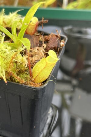 Close Up of Nepenthes glabrata x undulatifolia | Andreas Wistuba | AW-ISC | H23063