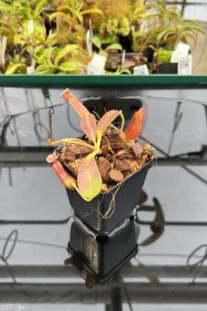 Close Up of Nepenthes glandulifera x ephippiata | Borneo Exotics | BE-4655 | H22823