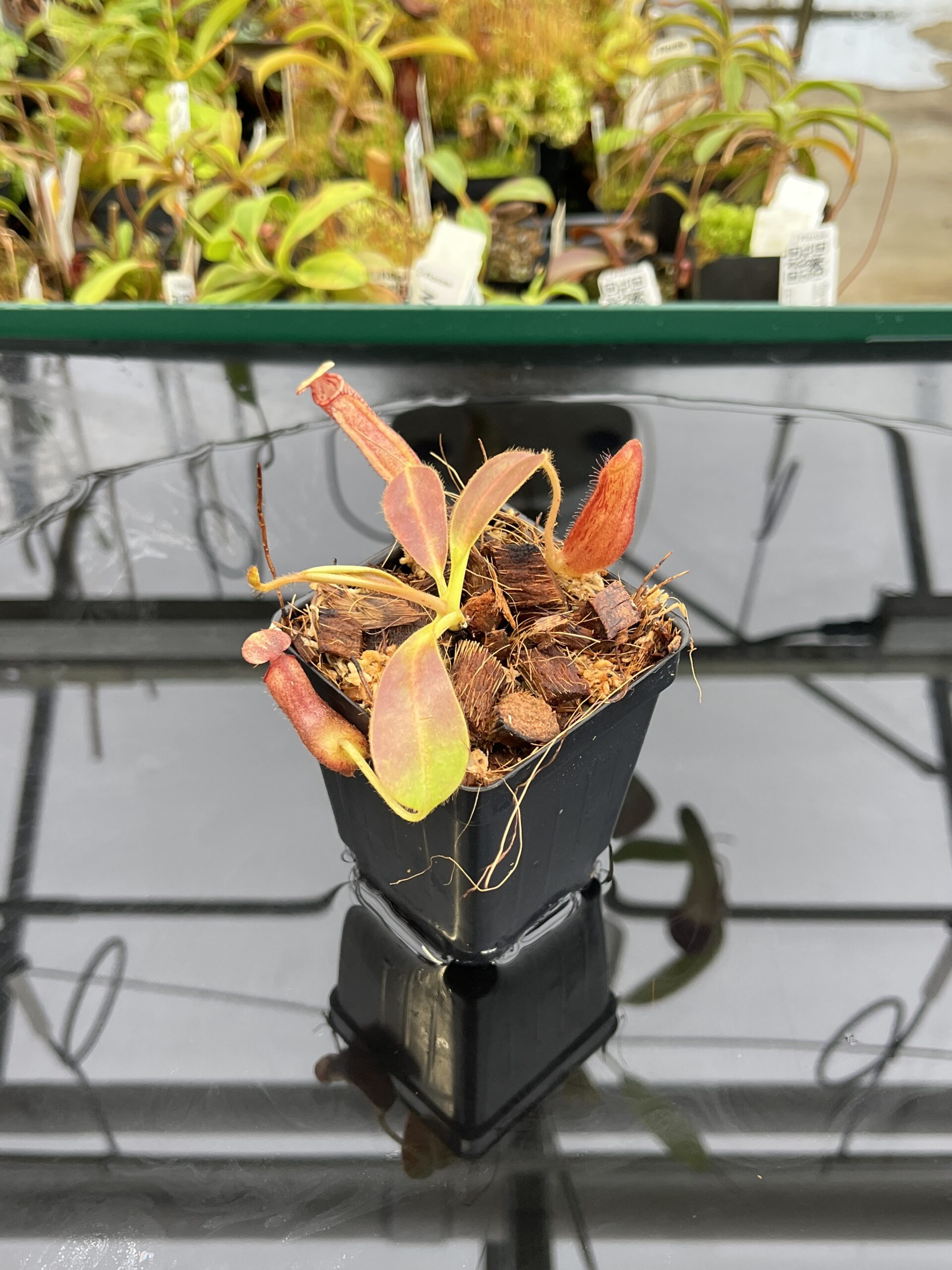 Close Up of Nepenthes glandulifera x ephippiata | Borneo Exotics | BE-4655 | H22823