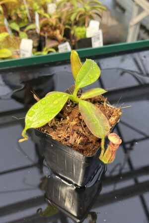 Close Up of Nepenthes glandulifera x ephippiata | Borneo Exotics | BE-4655 | H22916