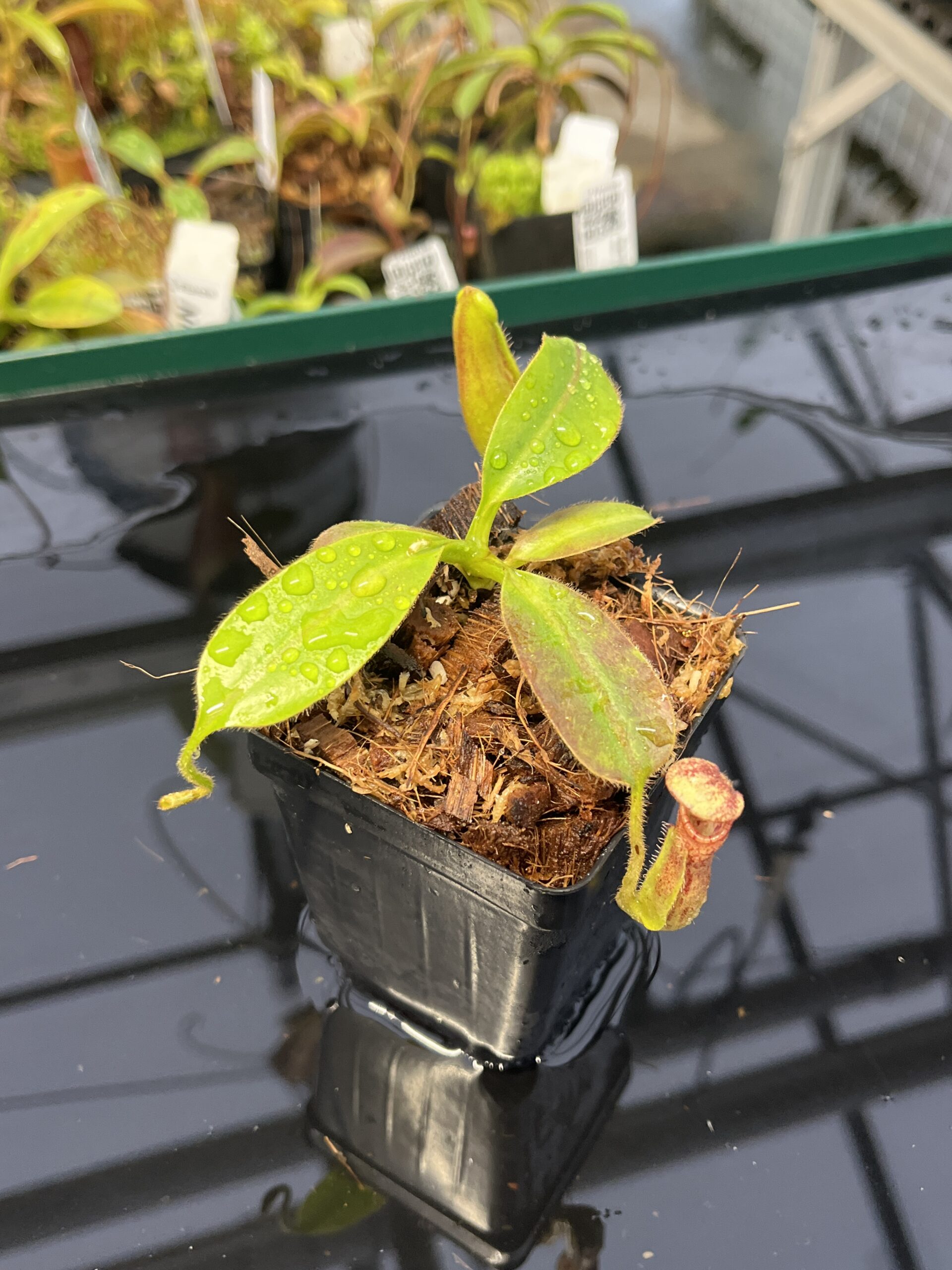 Close Up of Nepenthes glandulifera x ephippiata | Borneo Exotics | BE-4655 | H22916