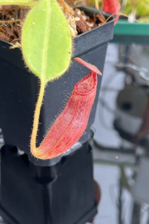 Close Up of Nepenthes glandulifera x ephippiata | Borneo Exotics | BE-4655 | H23082