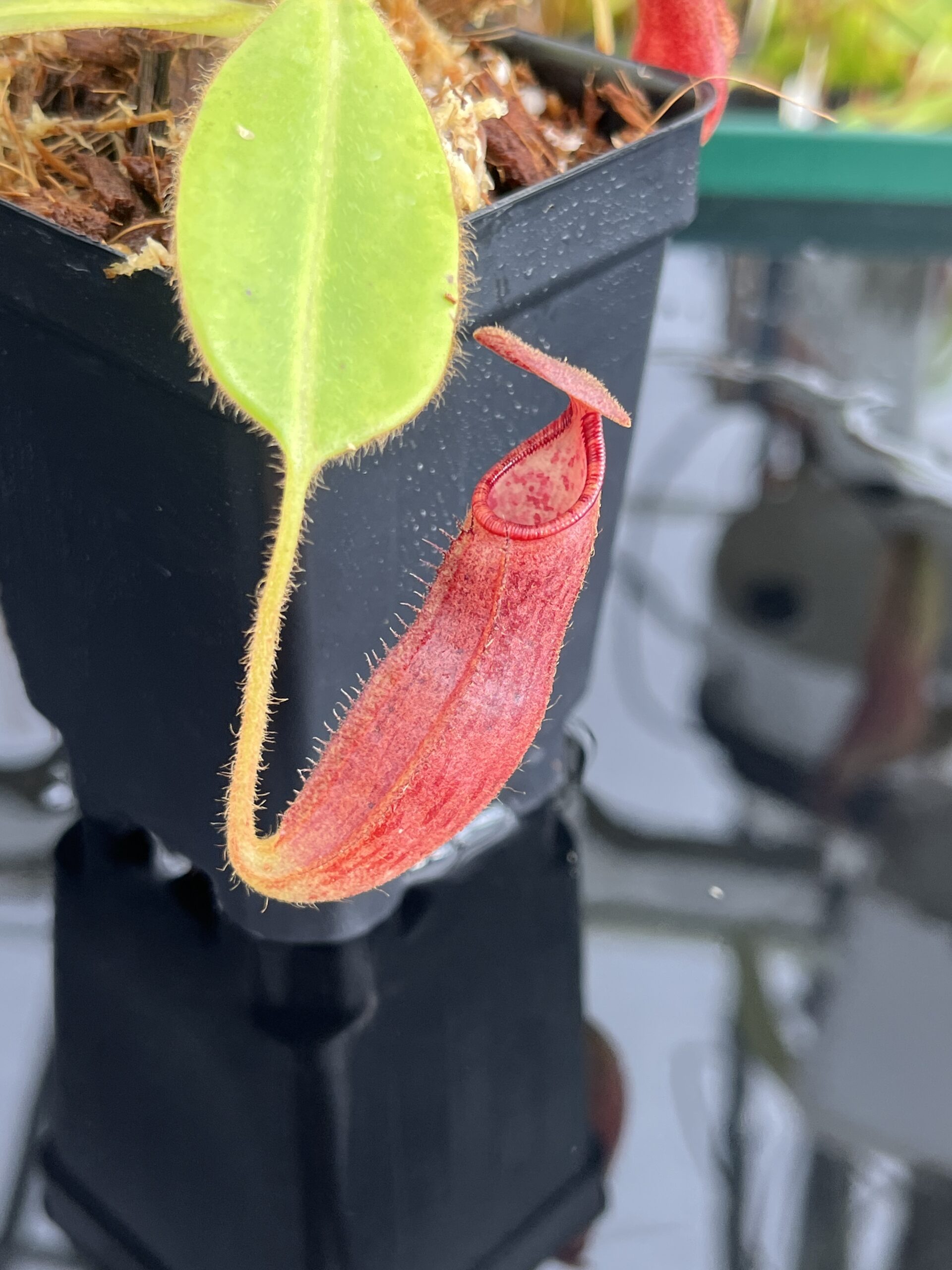 Close Up of Nepenthes glandulifera x ephippiata | Borneo Exotics | BE-4655 | H23082