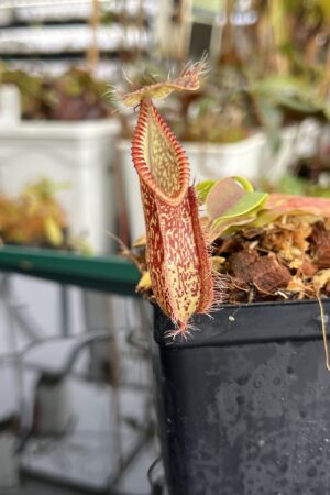 Close Up of Nepenthes hamata | Borneo Exotics | BE-3380 | H23069