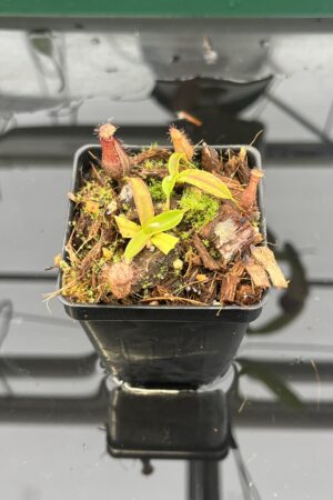 Close Up of Nepenthes hamata Katopasa | JH | Clone 2 | Jeremiah Harris | JH-337.02 | H22953