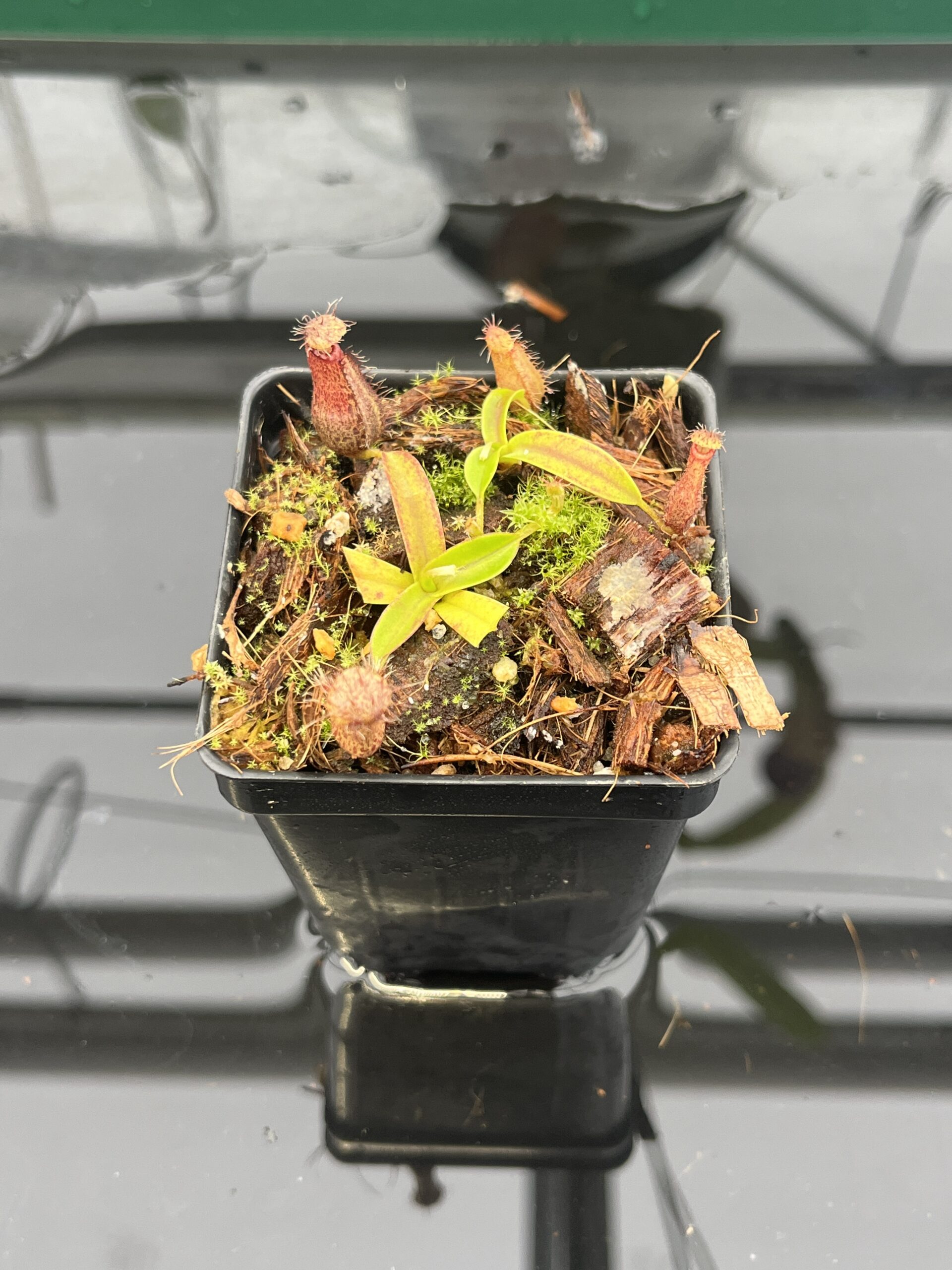 Close Up of Nepenthes hamata Katopasa | JH | Clone 2 | Jeremiah Harris | JH-337.02 | H22953