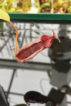 Close Up of Nepenthes hamata x lowii | Borneo Exotics | BE-4609 | H22946