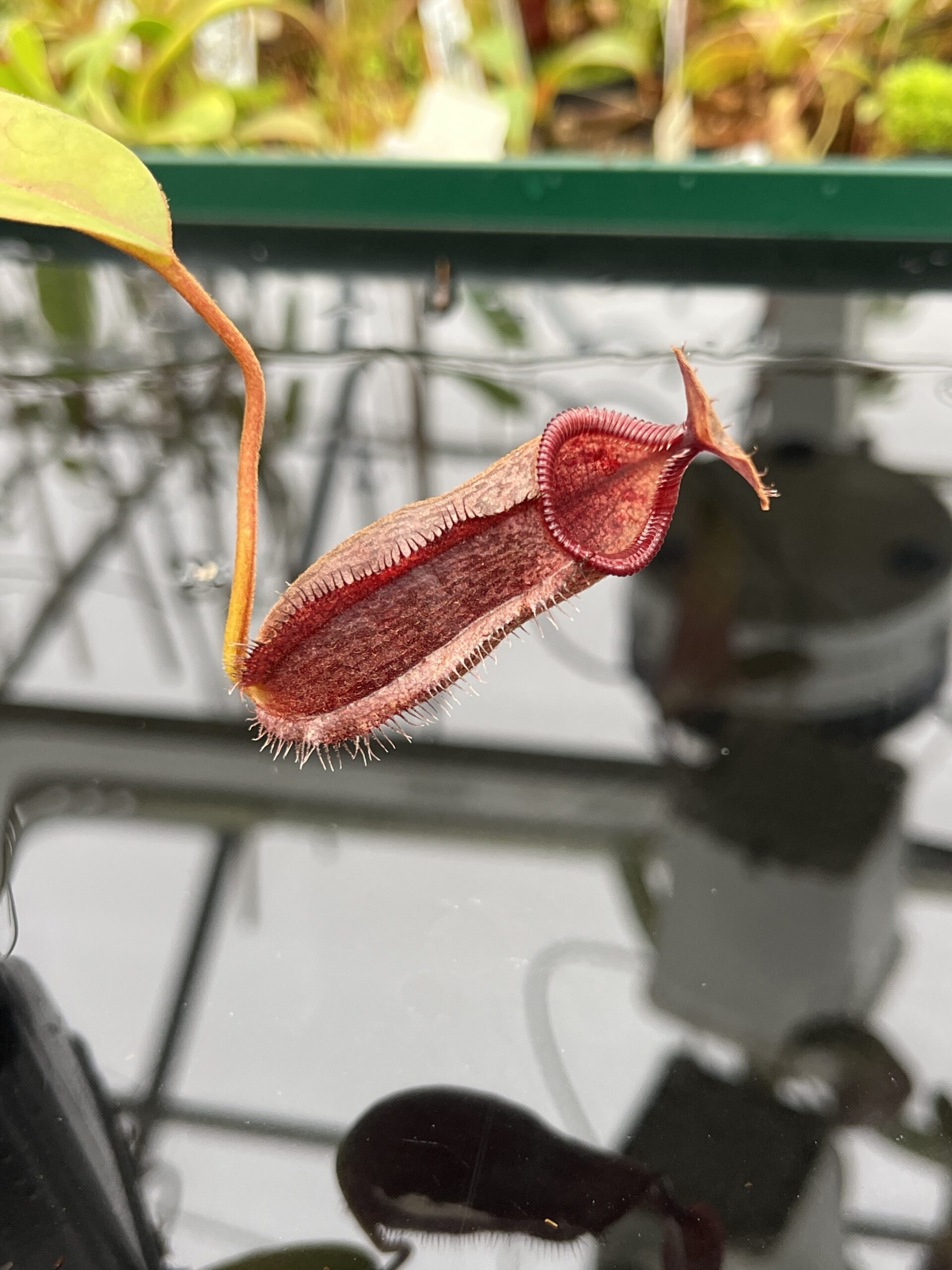 Close Up of Nepenthes hamata x lowii | Borneo Exotics | BE-4609 | H22946
