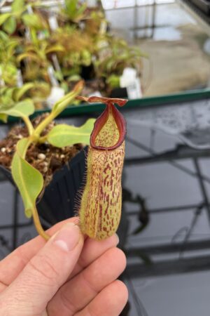 Close Up of Nepenthes klossii x robcantleyi | Borneo Exotics | BE-4690 | H22820