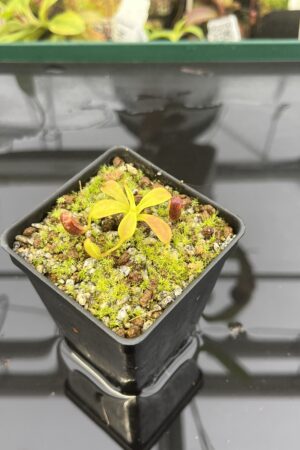 Close Up of Nepenthes lowii | Borneo Exotics | BE-3100 | H22936