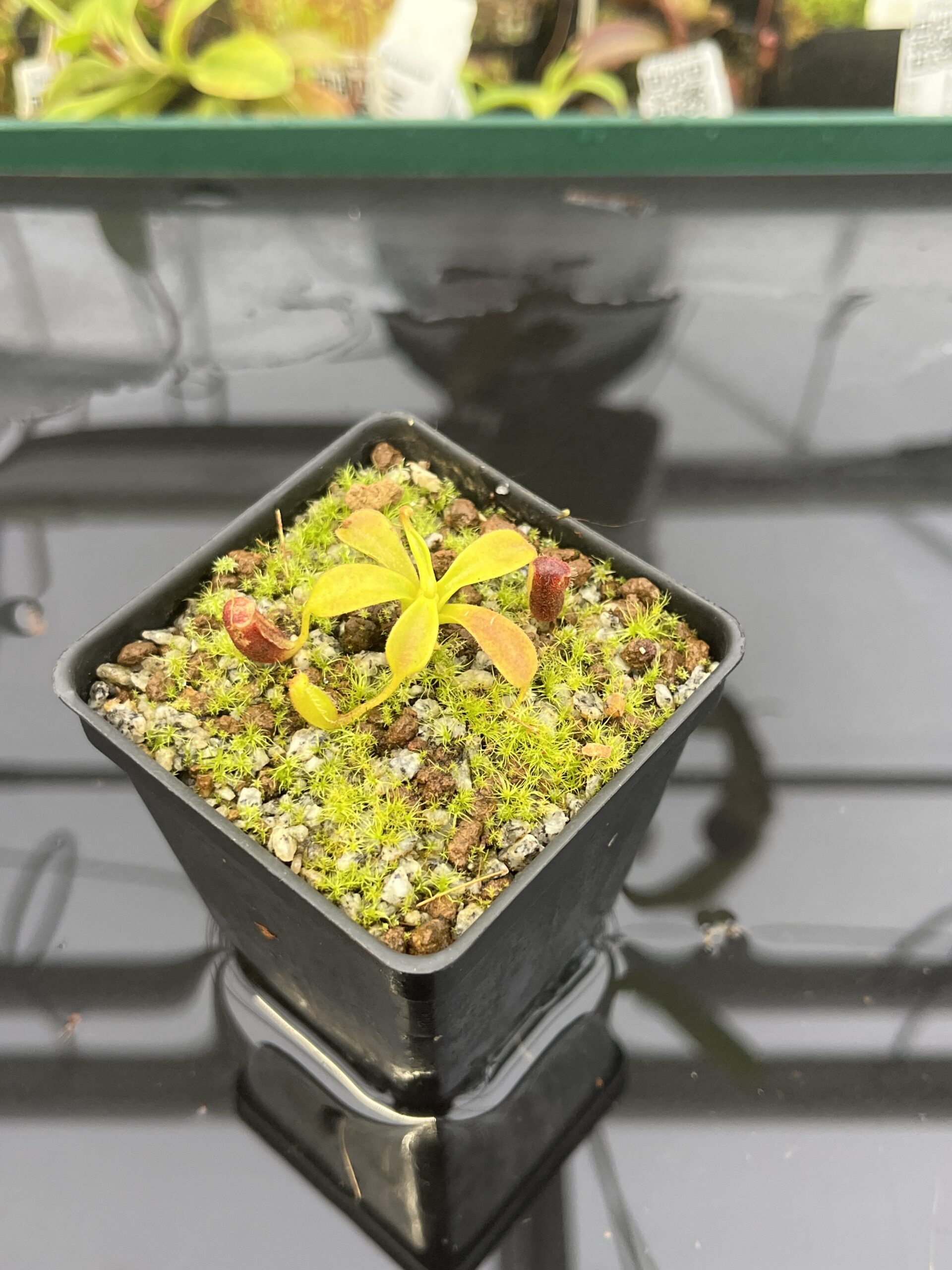 Close Up of Nepenthes lowii | Borneo Exotics | BE-3100 | H22936