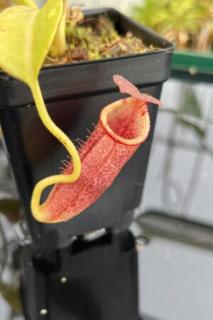 Close Up of Nepenthes lowii Mulu (lm7) x (burbidgeae x edwardsiana) | Andreas Wistuba | AW-(RSC) | H23220