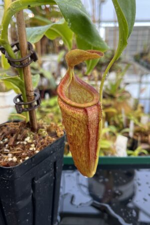 Close Up of Nepenthes (lowii x merrilliana) x inermis | Andreas Wistuba | AW-ISC | H23005