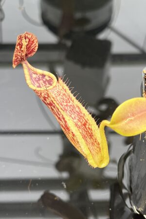 Close Up of Nepenthes maxima | Borneo Exotics | BE-3067 | IN22898