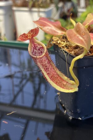 Close Up of Nepenthes maxima | Borneo Exotics | BE-3067 | IN23035