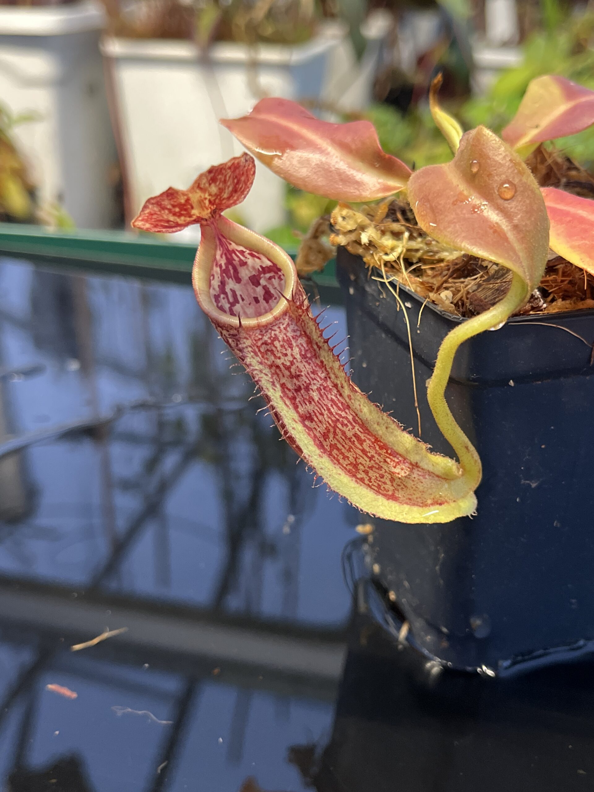 Close Up of Nepenthes maxima | Borneo Exotics | BE-3067 | IN23035