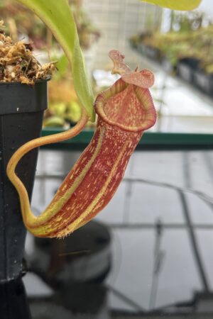 Close Up of Nepenthes maxima x (lowii x macrophylla) | Borneo Exotics | BE-3709 | IN22760