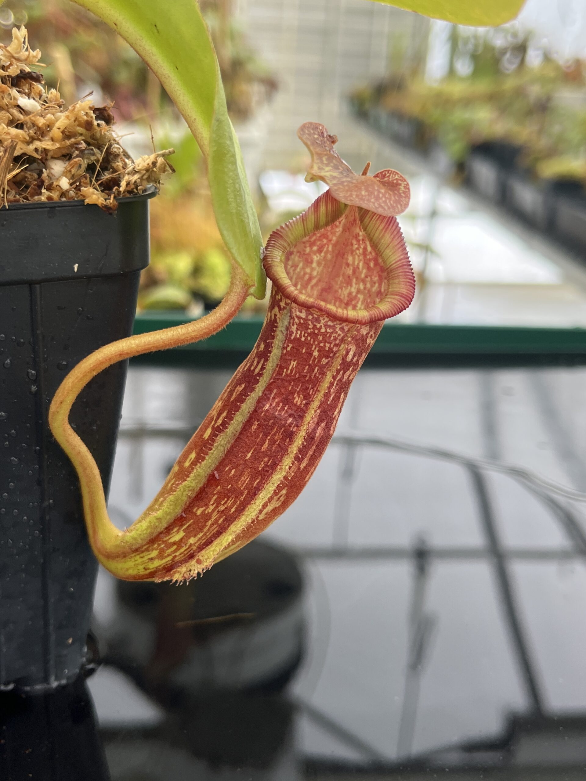 Close Up of Nepenthes maxima x (lowii x macrophylla) | Borneo Exotics | BE-3709 | IN22760