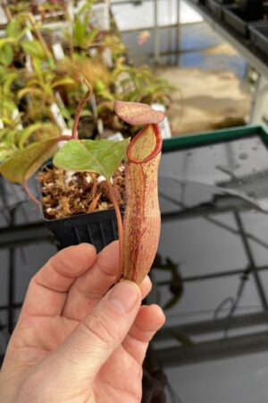 Close Up of Nepenthes (mirabilis x truncata) x boschiana | Malesiana Tropicals | MT-172 | IN22859