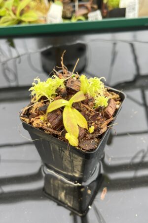 Close Up of Nepenthes mollis x diabolica #1 | MKS | Florae | Assorted Clones | Florae Collaborative | FC-440 | H22801