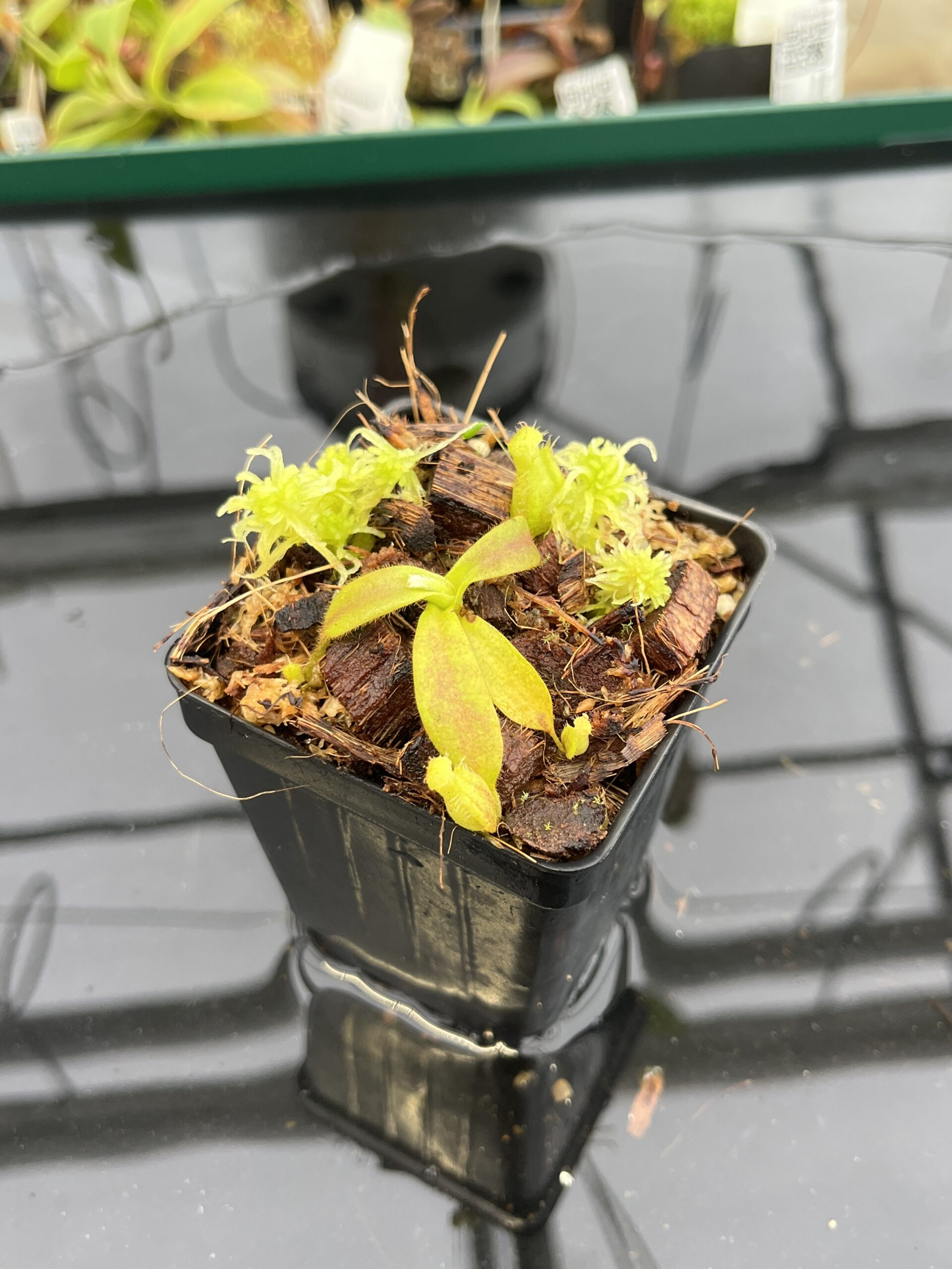 Close Up of Nepenthes mollis x diabolica #1 | MKS | Florae | Assorted Clones | Florae Collaborative | FC-440 | H22801