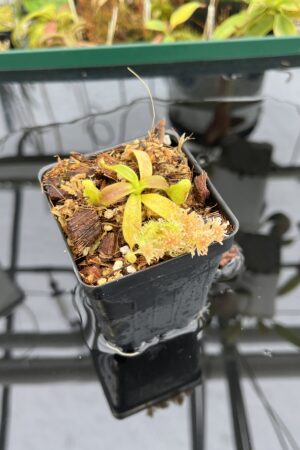 Close Up of Nepenthes mollis x diabolica #1 | MKS | Florae | Assorted Clones | Florae Collaborative | FC-440 | H23077