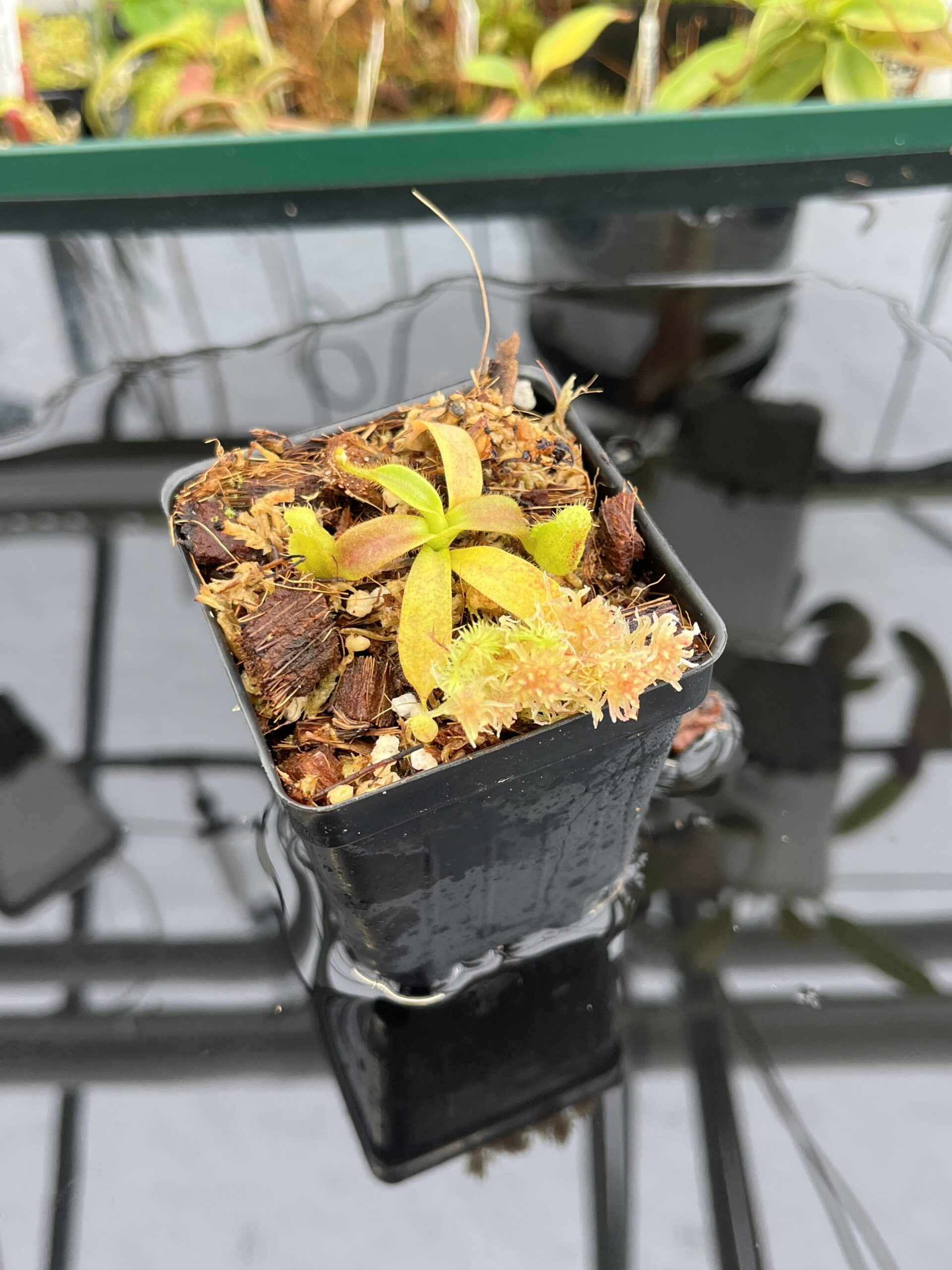 Close Up of Nepenthes mollis x diabolica #1 | MKS | Florae | Assorted Clones | Florae Collaborative | FC-440 | H23077