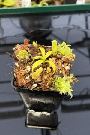 Close Up of Nepenthes naga x flava | JH | Jeremiah Harris | JH-466 | H22964