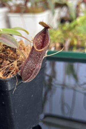 Close Up of Nepenthes nigra | Borneo Exotics | BE-4607 | H23231