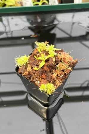 Close Up of Nepenthes ovata x villosa | Jeremiah Harris | JH-535.00 | H22948