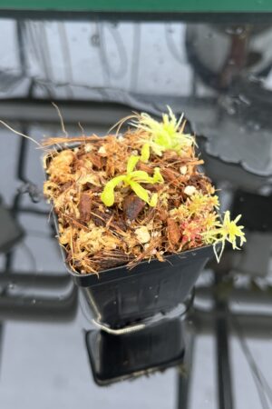 Close Up of Nepenthes ovata x villosa | Jeremiah Harris | JH-535.00 | H23109