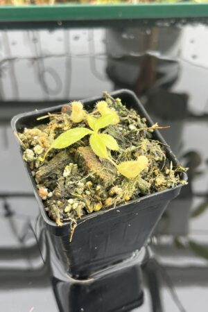 Close Up of Nepenthes palawanensis x peltata | Florae Collaborative | FC-393 | IN23192