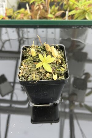 Close Up of Nepenthes palawanensis x peltata | Florae Collaborative | FC-393 | IN23193