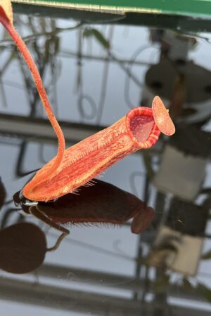 Close Up of Nepenthes peltata x lowii | Borneo Exotics | BE-4650 | IN23025
