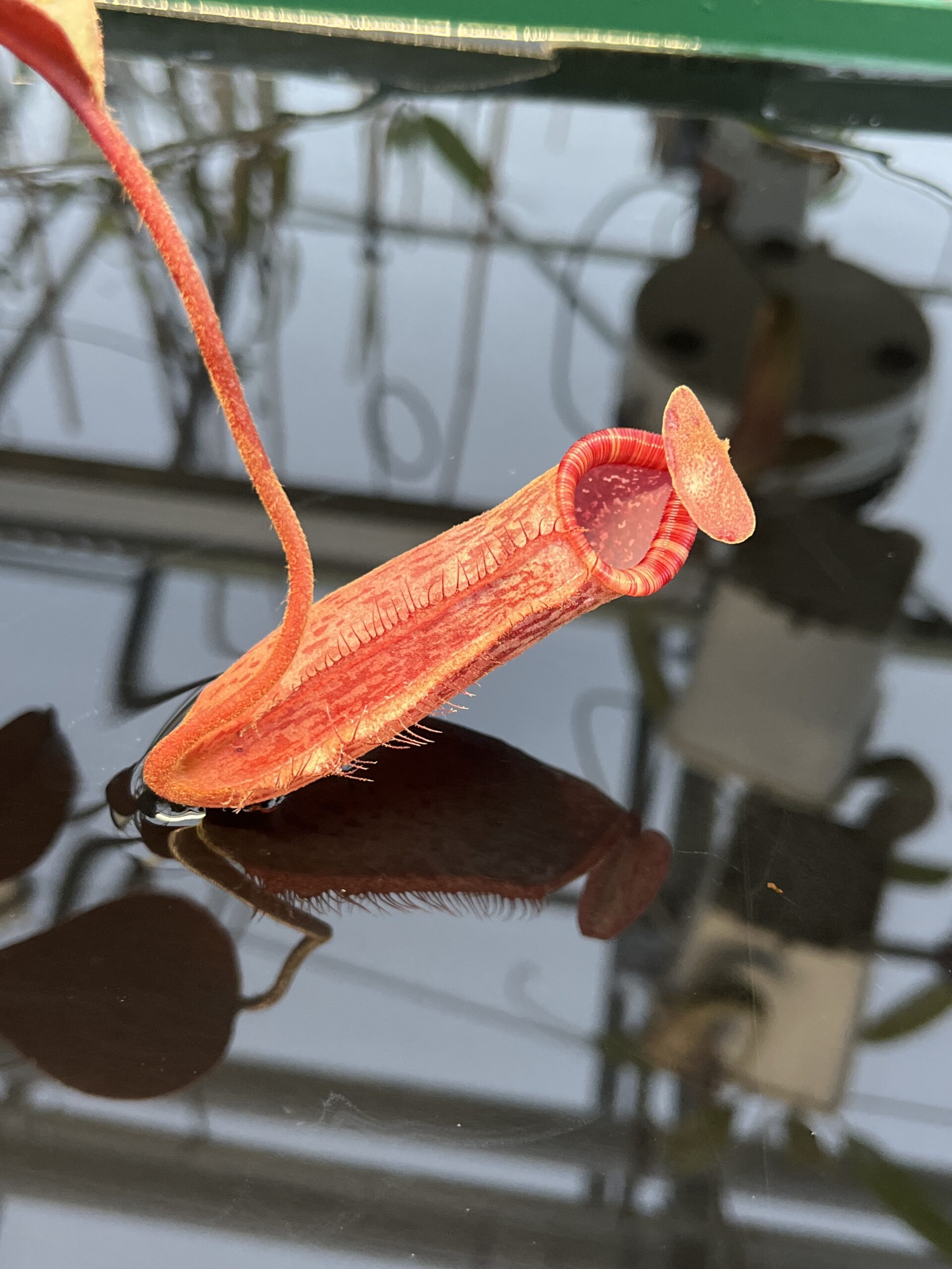 Close Up of Nepenthes peltata x lowii | Borneo Exotics | BE-4650 | IN23025
